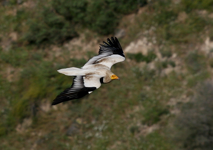 Eagle 