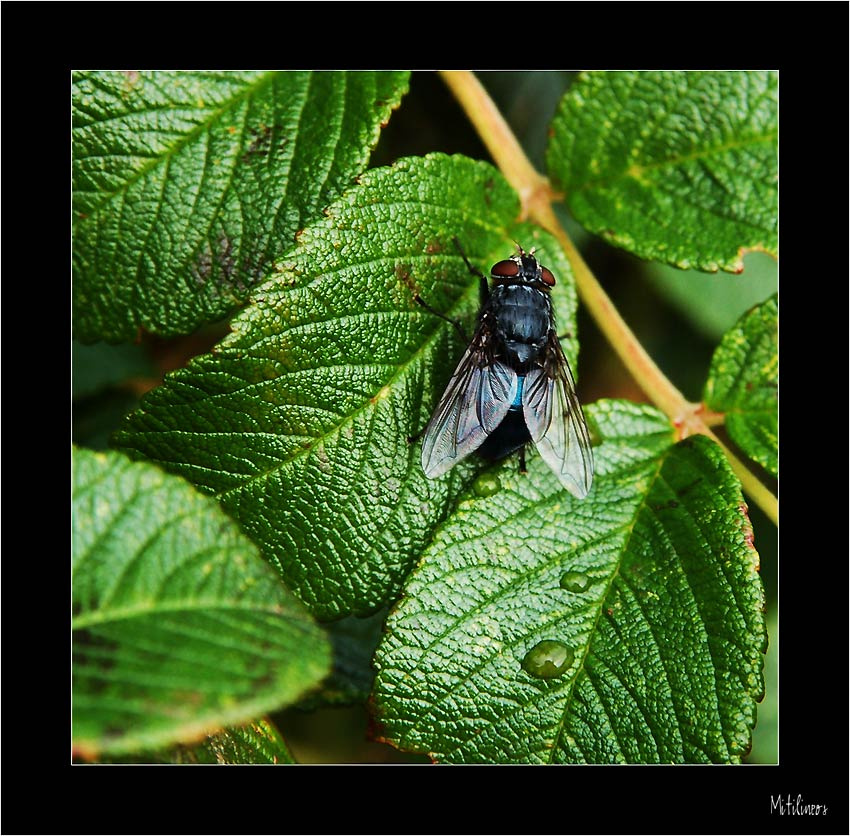 Just Fly муха шиповник fly