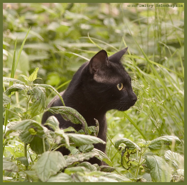 Cat cat