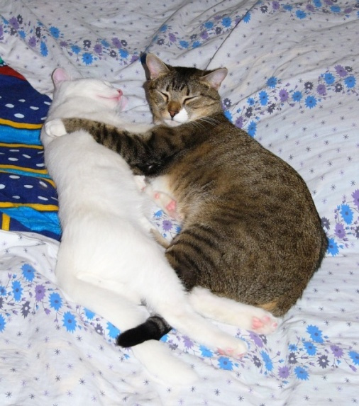 А может это любовь? кот кошка любовь котомафия сон