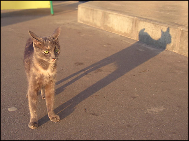 Хищник кот