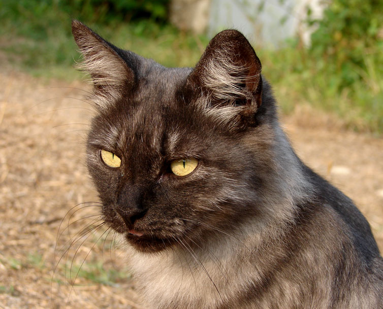 *** кот