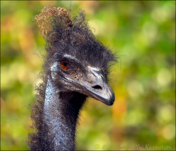 hair fashion страус hair fashion
