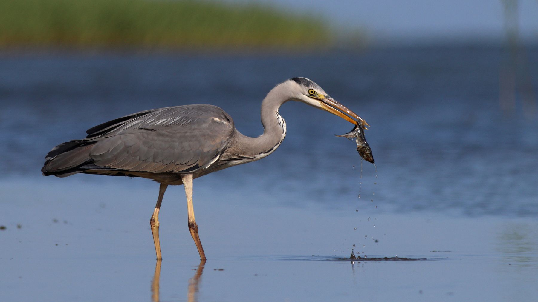 Всё полезно, что в рот полезло Серая цапля Ardea cinerea Grey heron