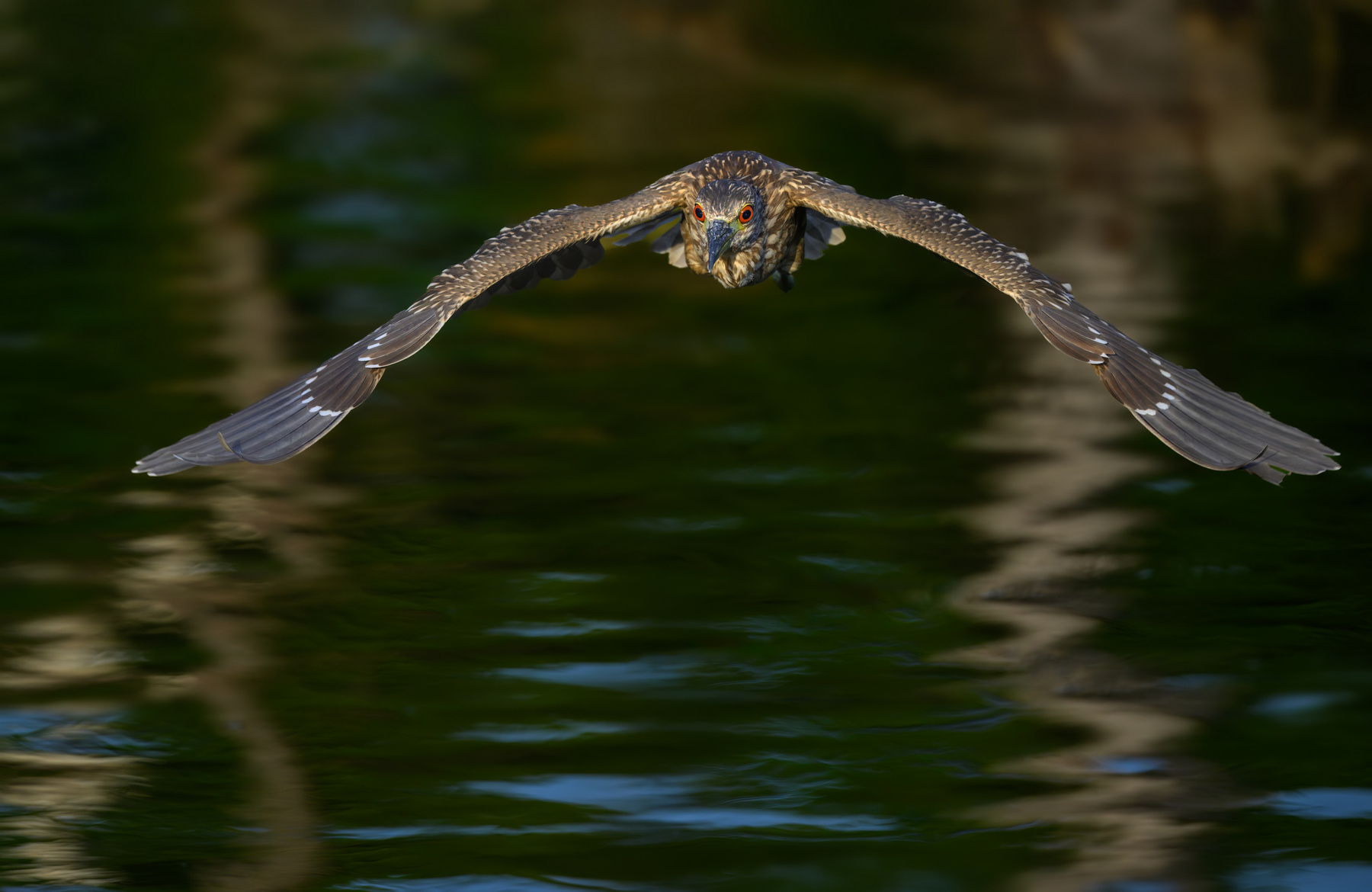 Black-crowned night heron (juvenile) 