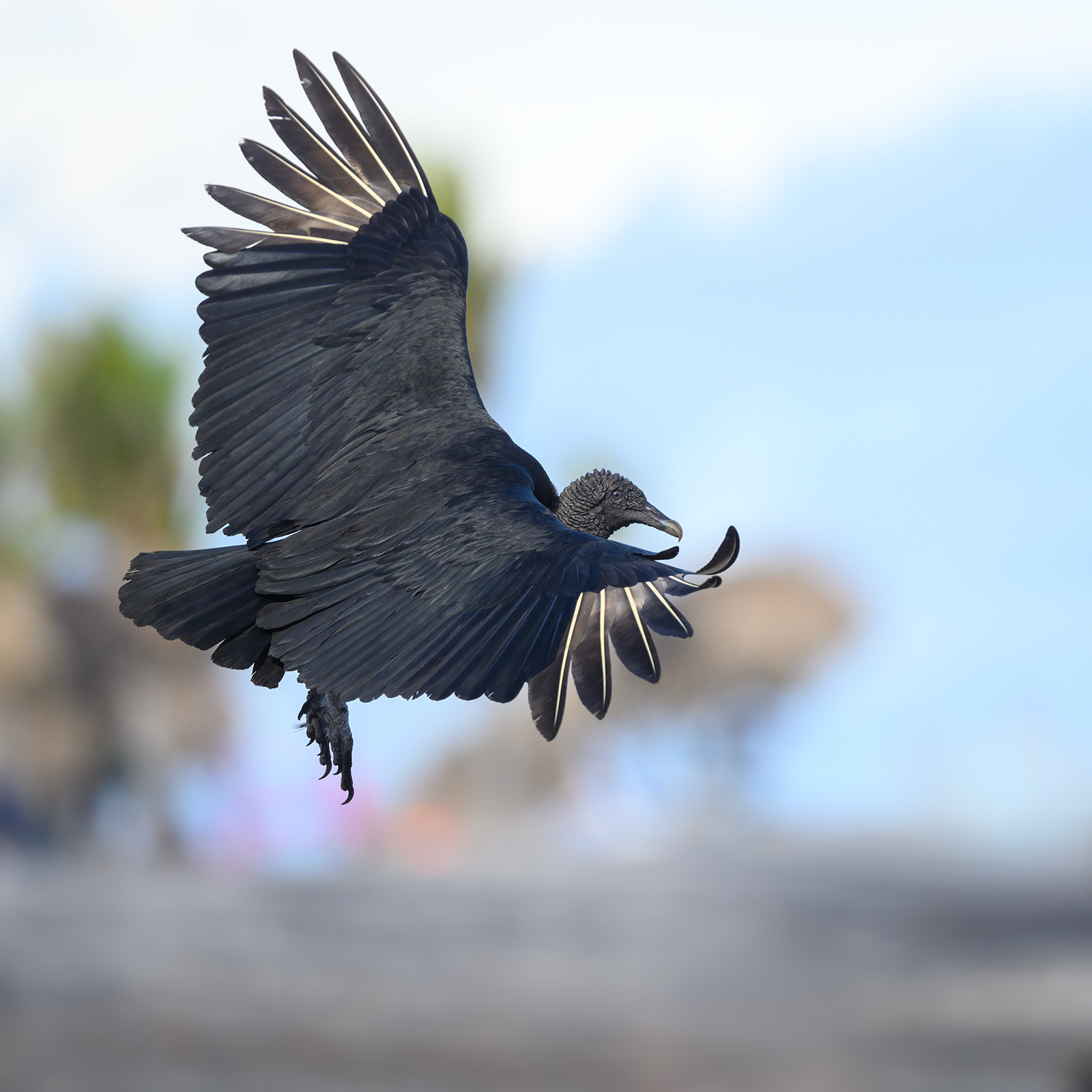 Black Vulture (Coragyps atratus) 