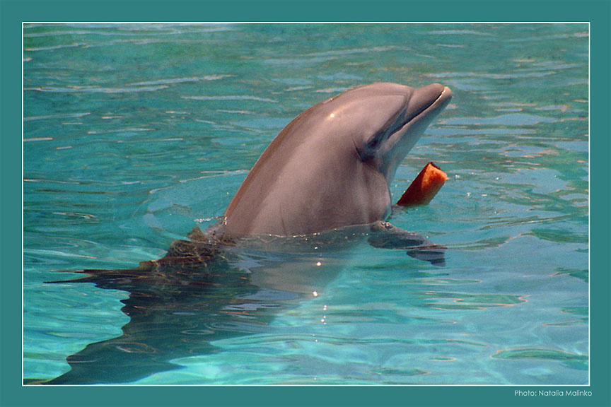 Кто-нибудь поиграет со мной или нет? Дельфин Бутылконос Мексика Bottlenose Dolphin Mexico