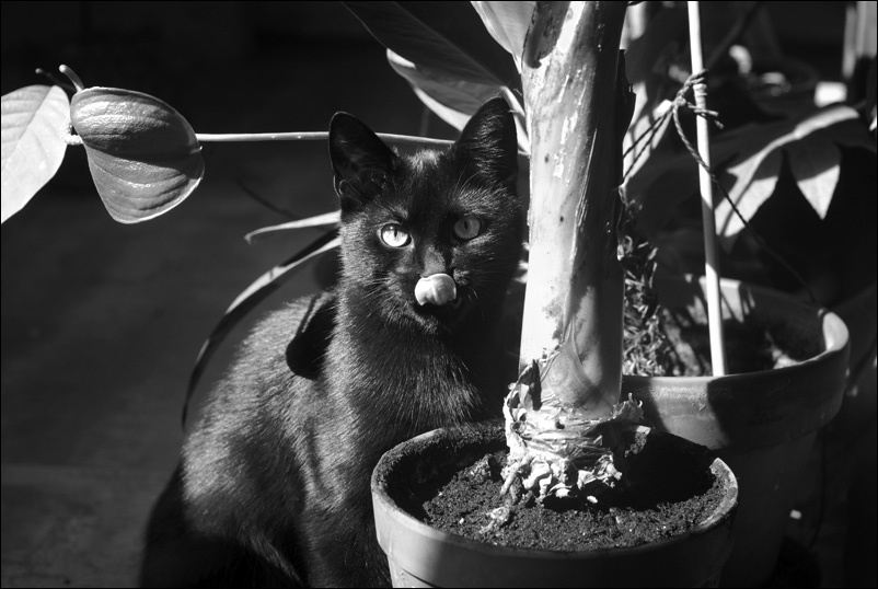 :p кот, зимний сад, стеклянная стена