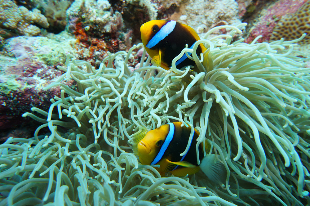 твикс подвоный мир, анемон, рыбы клоуны, anemone, clown-fish, underwater photo 