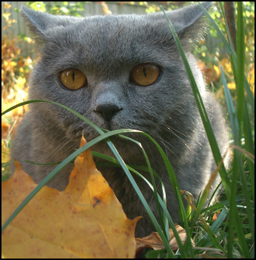 внимание! сейчас вылетит птичка!(Котомафия) Котомафия