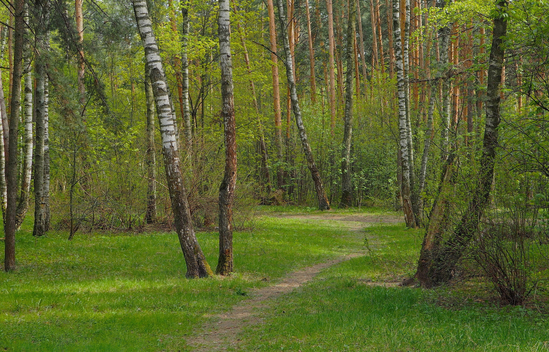 В весеннем лесу 