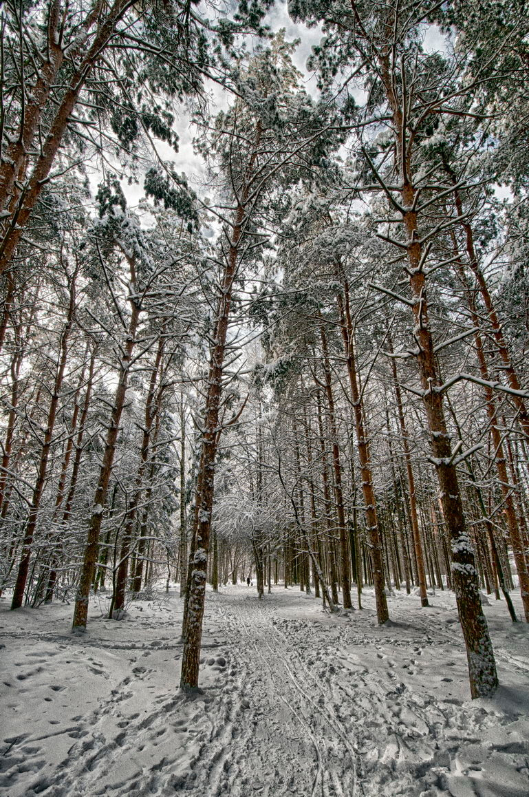 Дорожка через бор. 