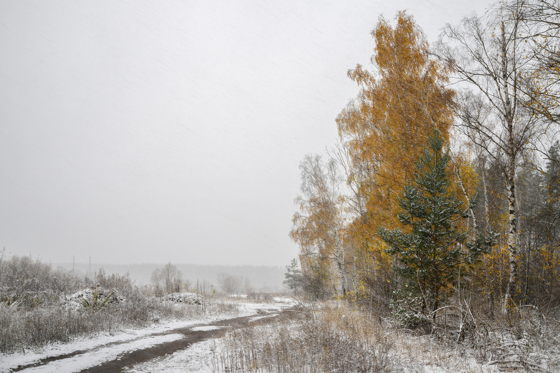 Крайние пейзаж природа осень золото снег золотонаснегу лес березы сосны