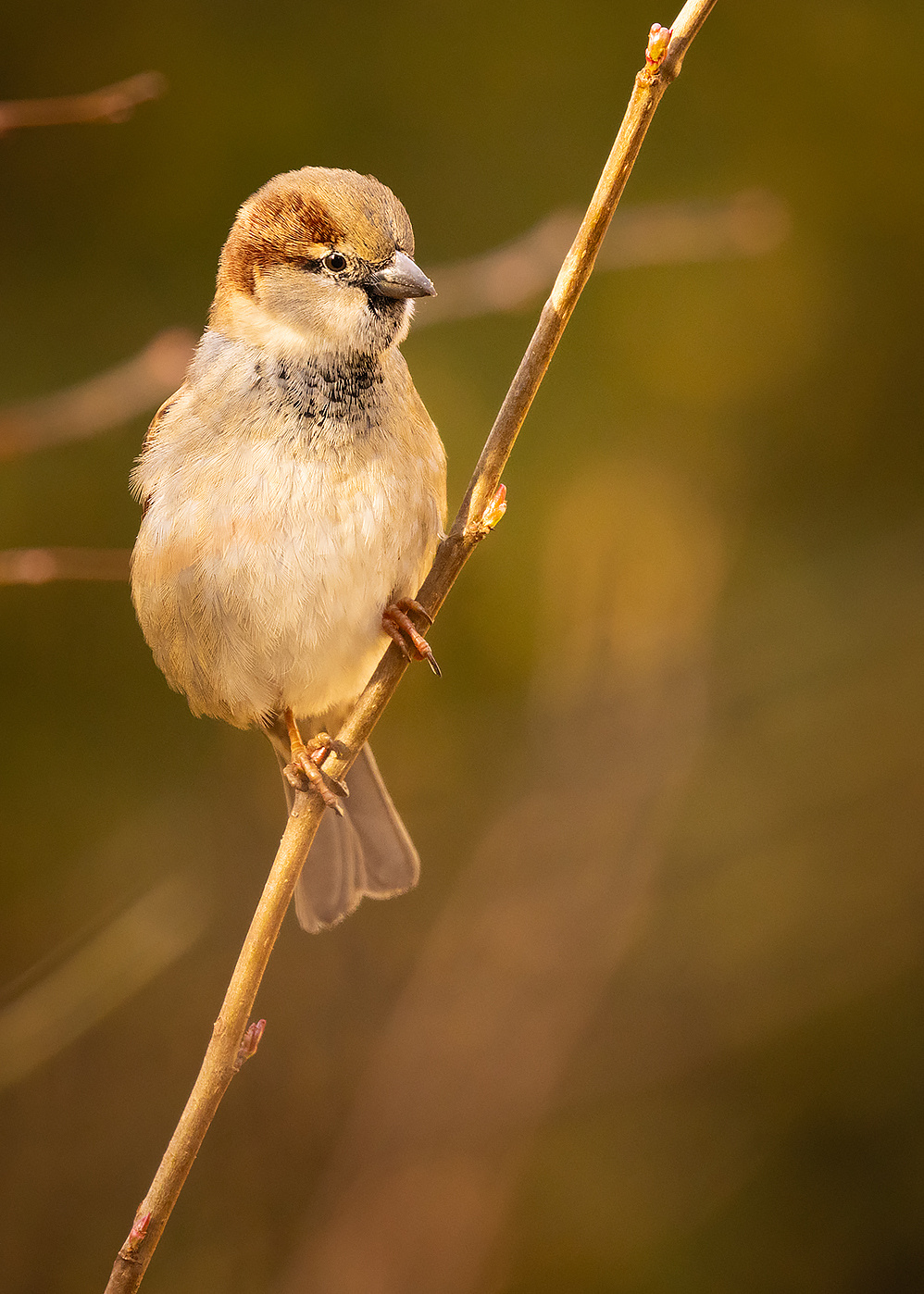 Sparow 