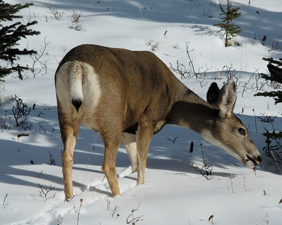 Хоть сухую былиночку.... Олень чернохвостый ослиный Odocoileus hemionus Mule Deer