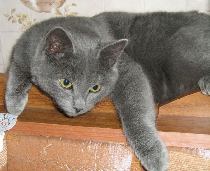 Мечтатель Серый котик