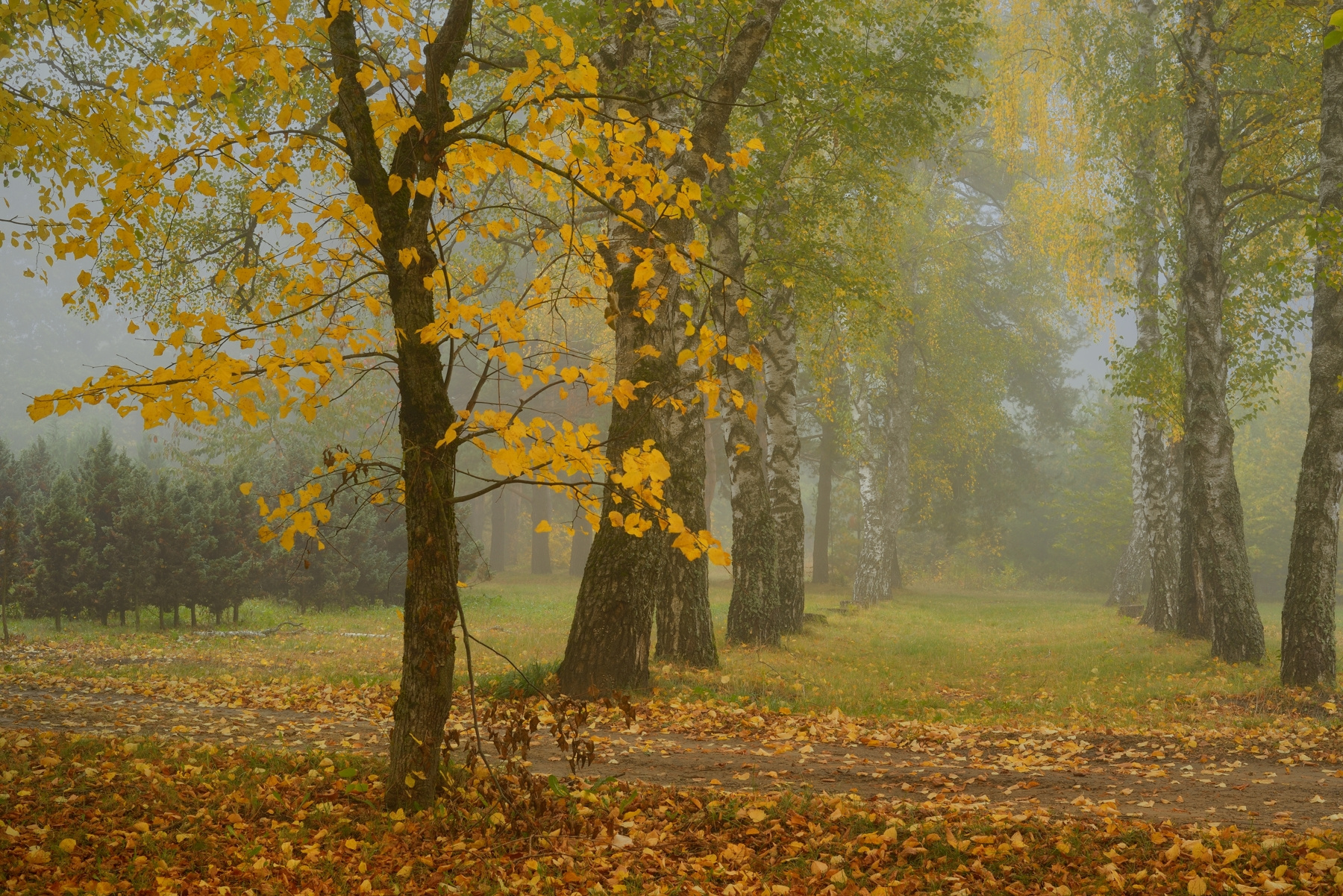 Туманное утро осень утро листва лес туман