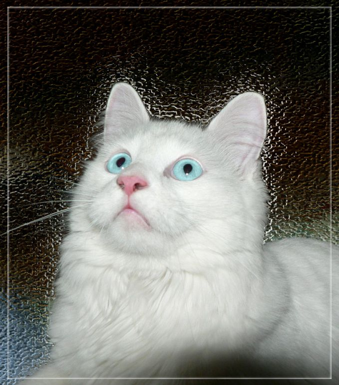 Кот в Зазеркалье ангорский котик