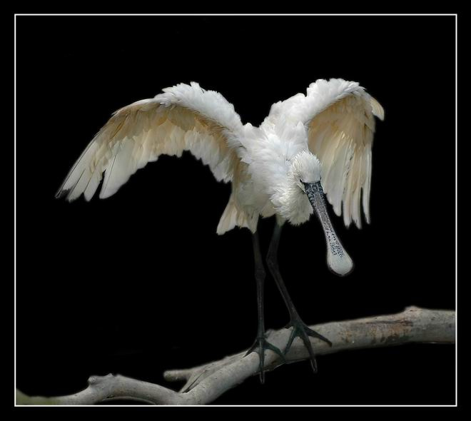 The angel 