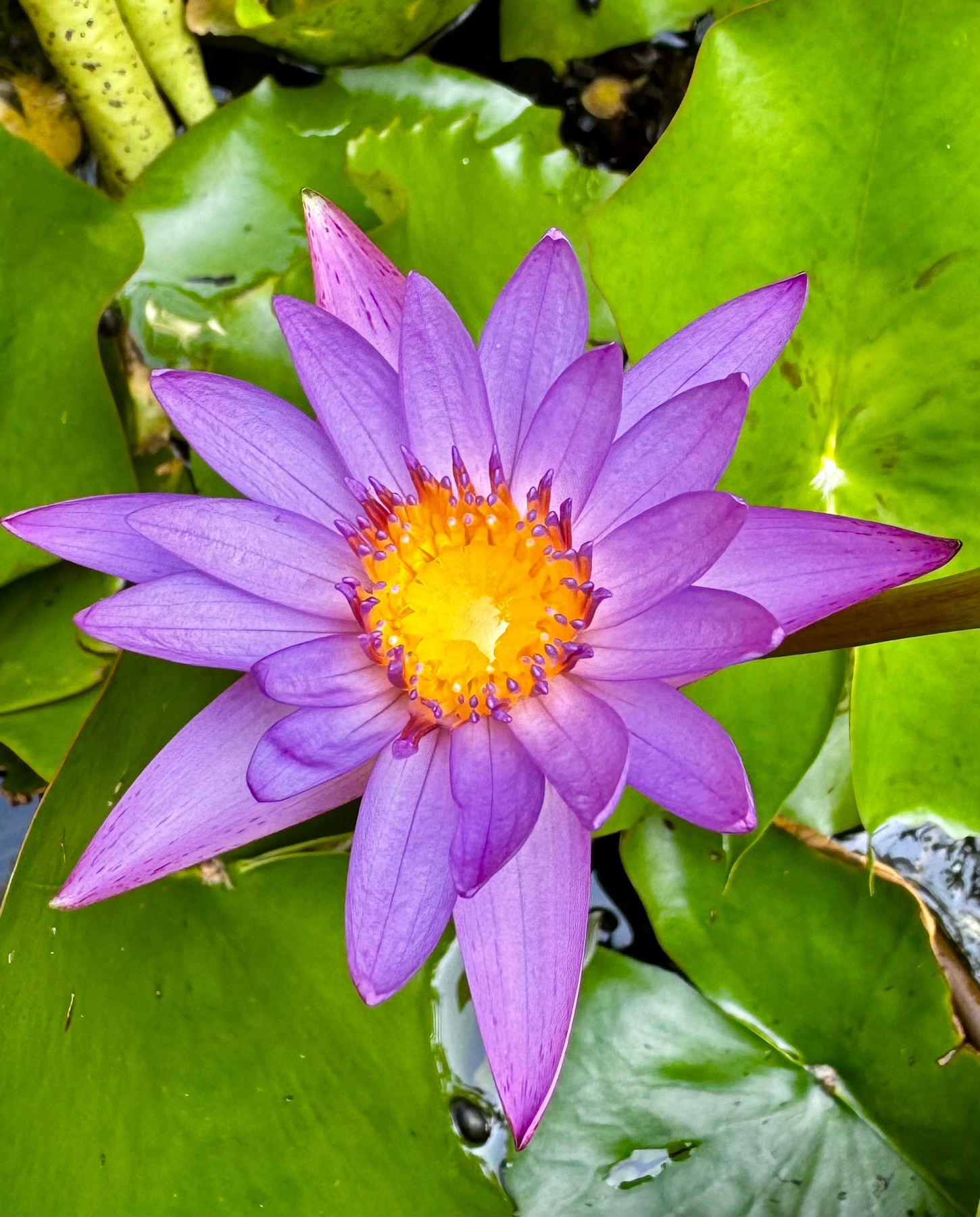 Кувшинка Nymphaea Caerulea 