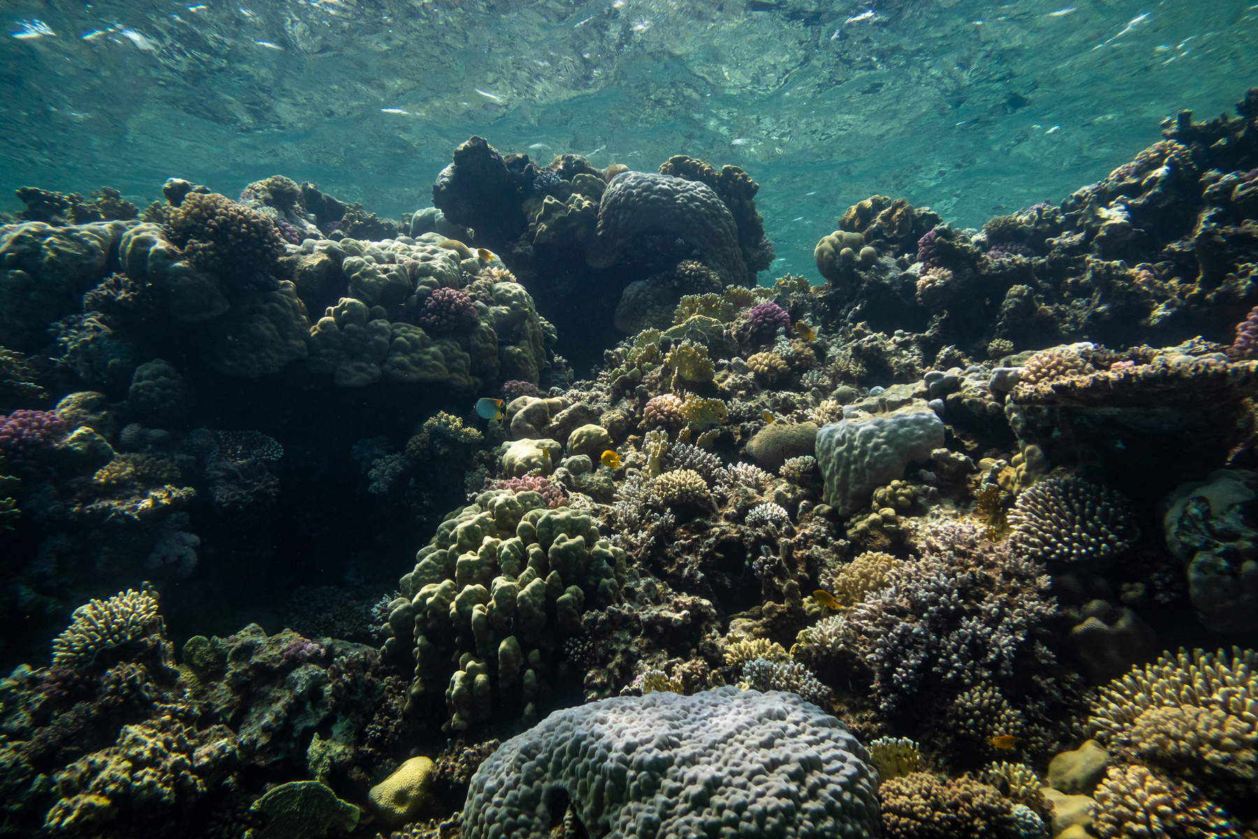 Вдоль рифа подводный мир дайвинг кораллы рыбы красное море