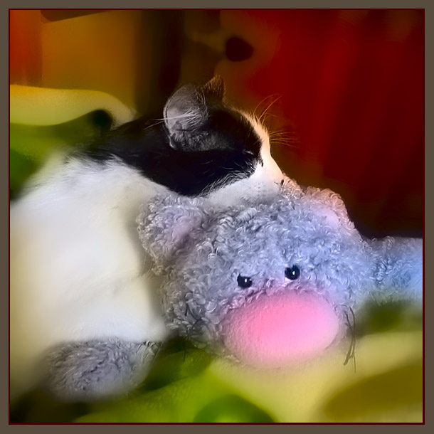 Кошки. кошки