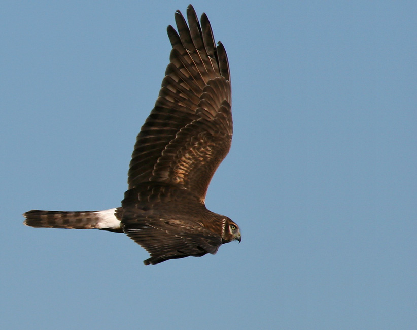 Лунь полевой птица, лунь полевой, marsh hawk, nothern harrier, Texas