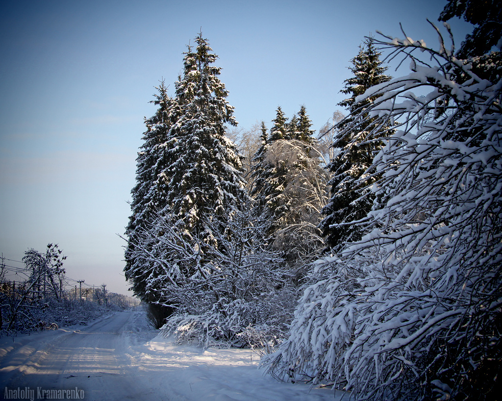 Geschichten aus dem Winterwald Winterwald