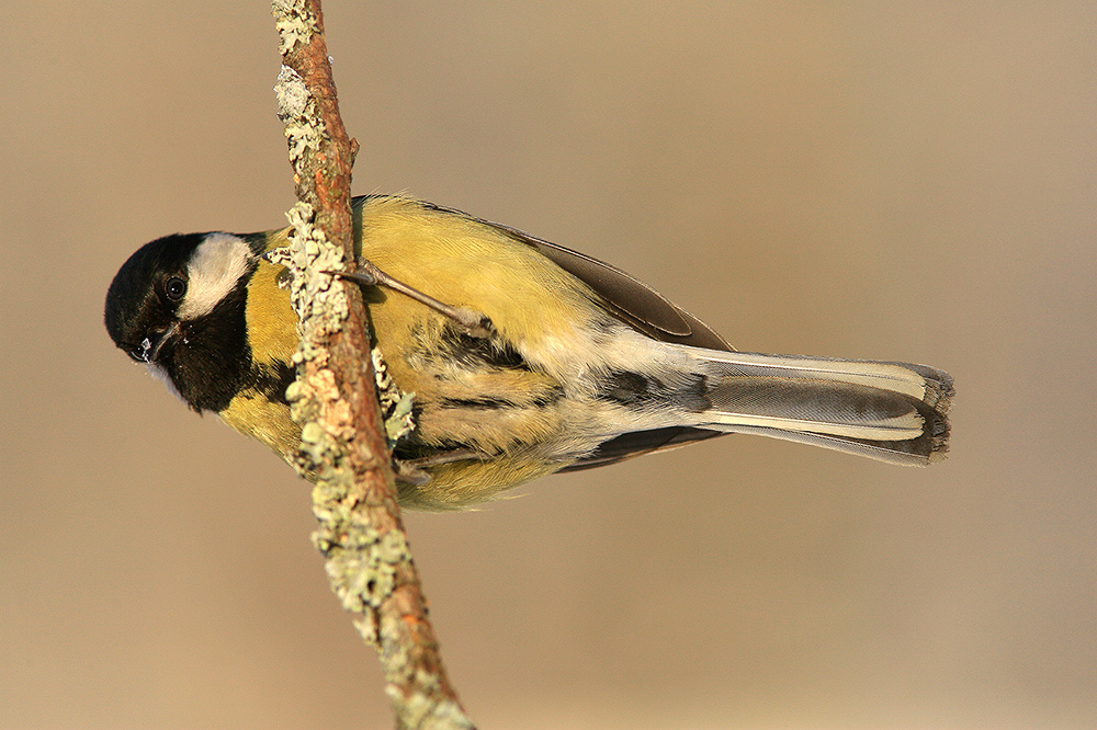 На шесте Большая синица Parus, major