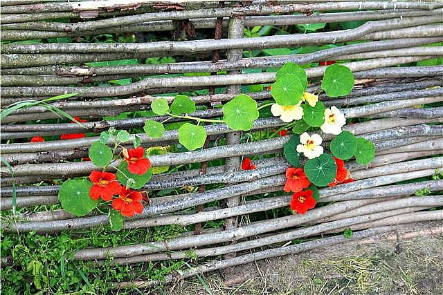 ***плетень настурция. плетень