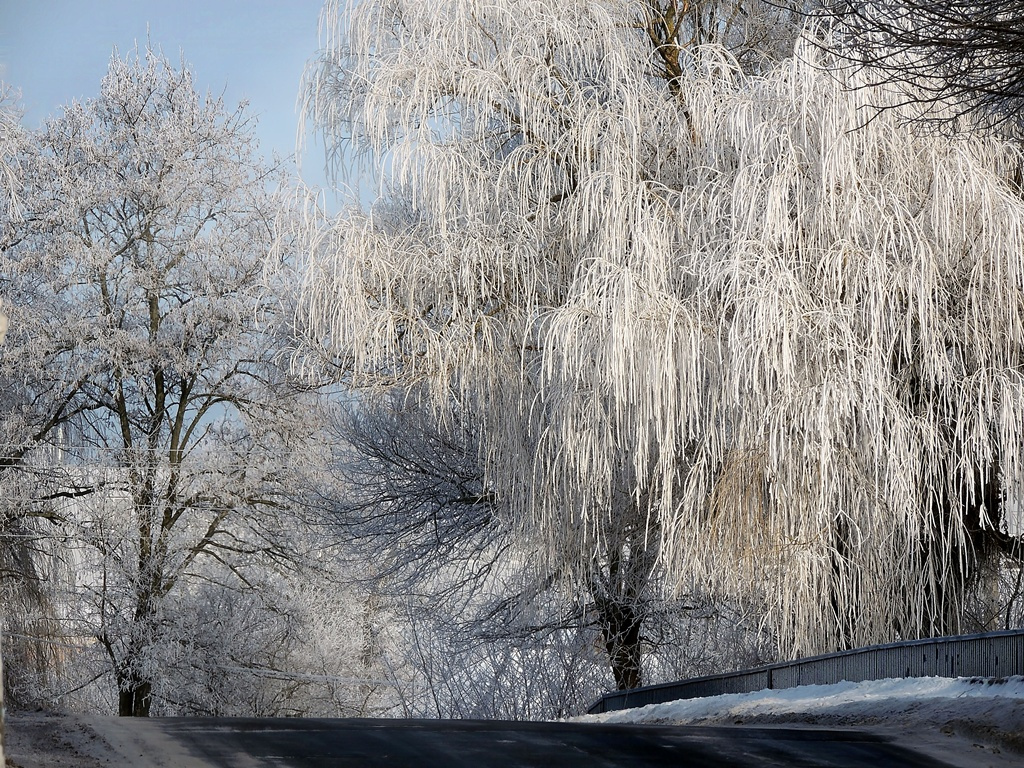 Зима природа флора снег иней зима