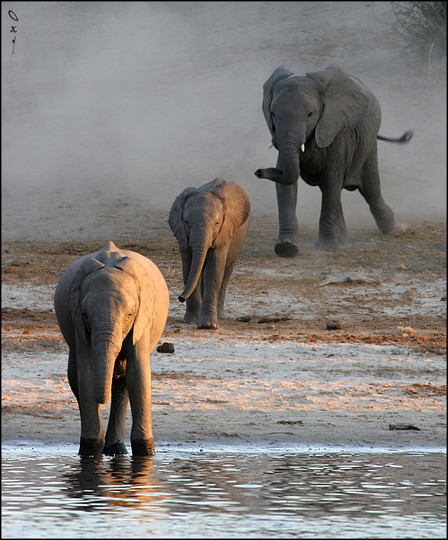 Большая жажда... слон африканский Чобе Ботсвана Африка Loxodonta africana Chobe Botsvana Africa
