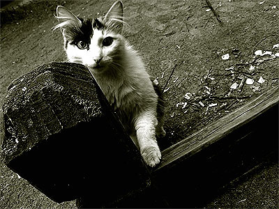 привет, кошка... / привет, девочка... 