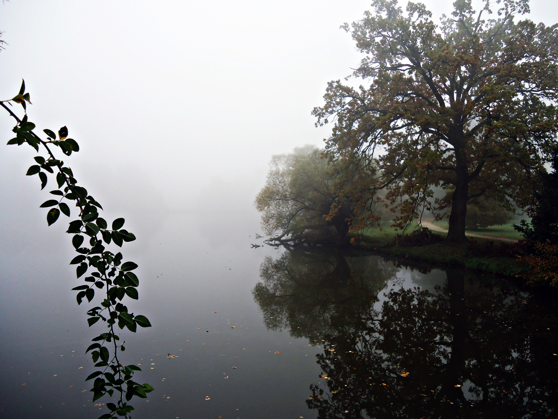 Pond in the fog 