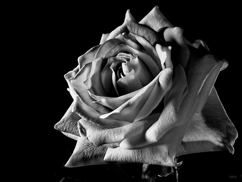 sit down... stand up rose