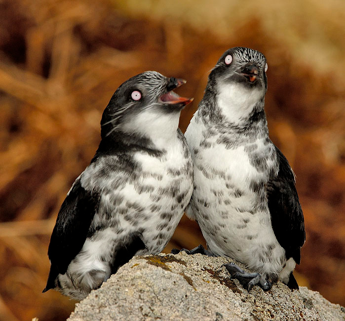 Песнь любви Конюга-крошка, Aethia pusilla, Least Auklet, St. George Island, the Pribilofs, Bering Sea, Alaska
