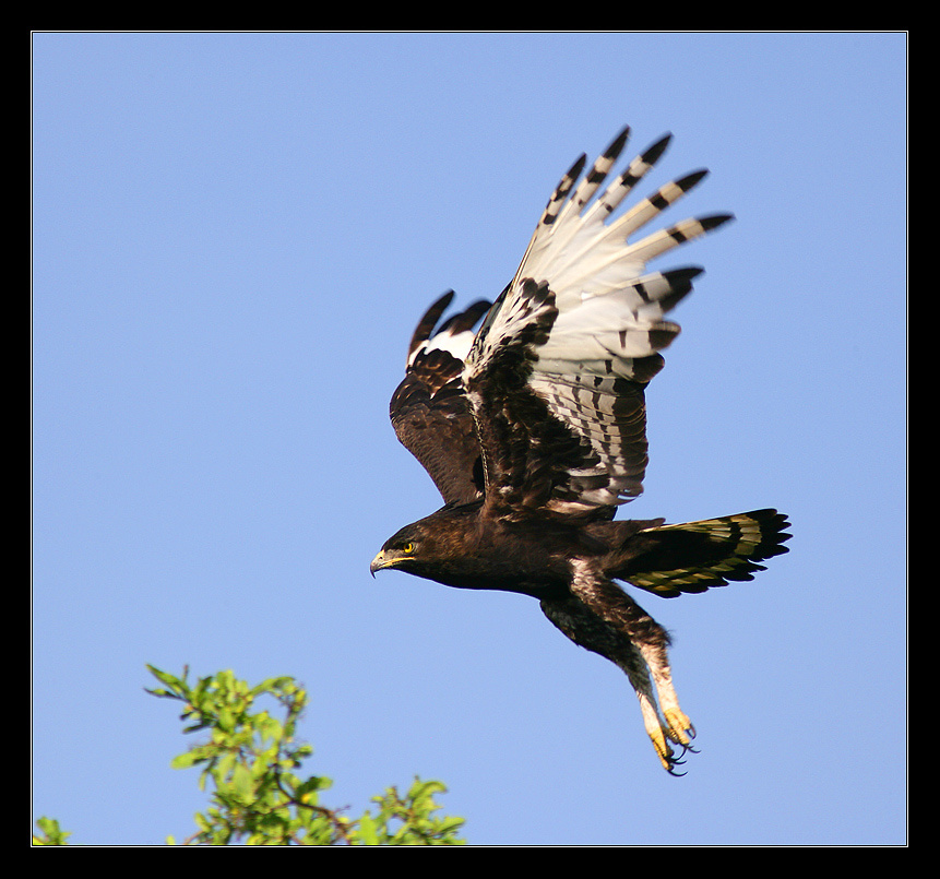 Long-crested eagle (Гребенчатый орел) 