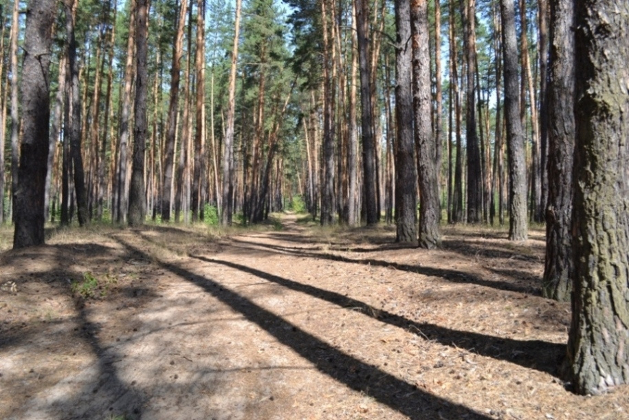 Воспоминание о лете лес