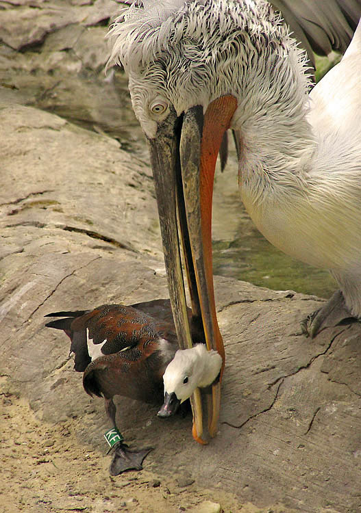 Mad Pelican 