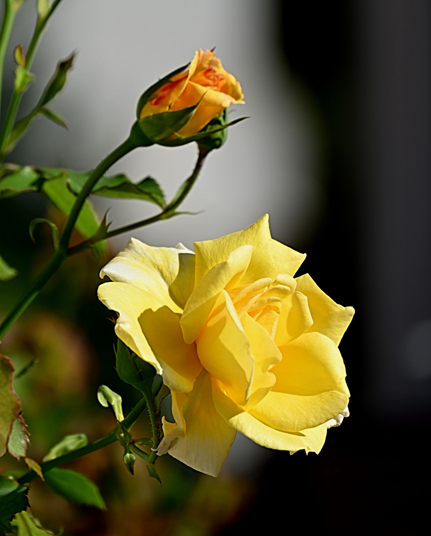 Balcony flower in September 