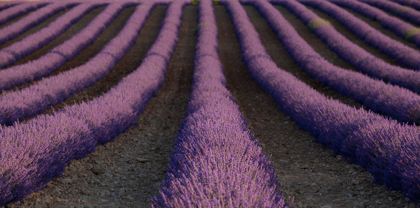 Lavende valensole provance france lavende  лаванда валенсоль прованс франция поле