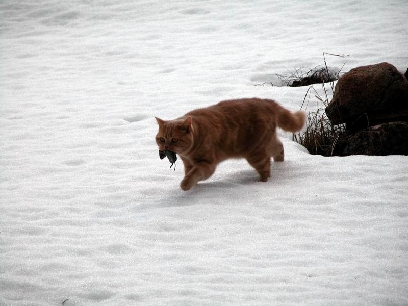 Кот Боюн природа, мышь, кот, зима