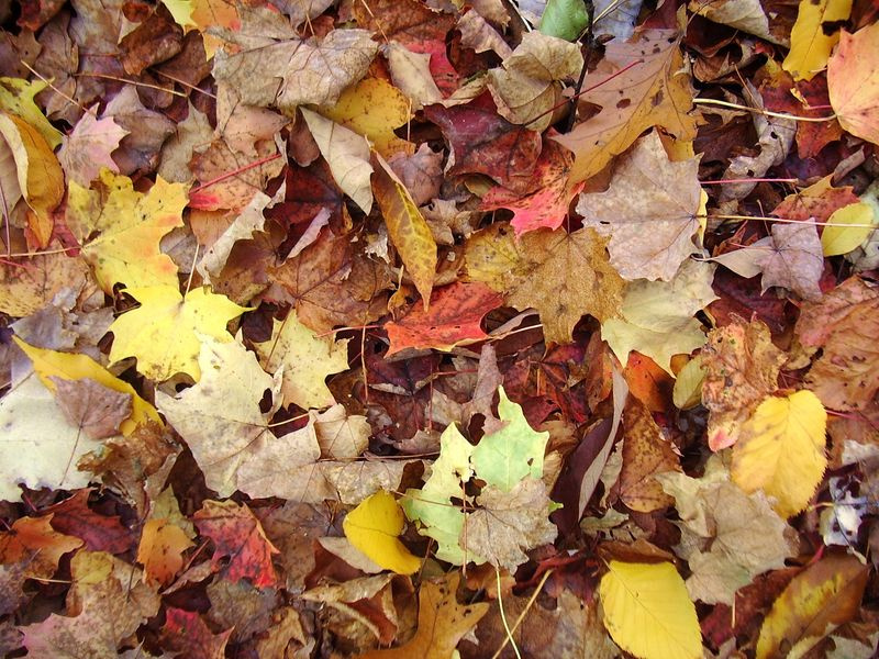 * осень листья fall leaves