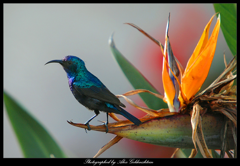 Palestine Sunbird (Nectarinia osea). палестинская, нектарница, самец
