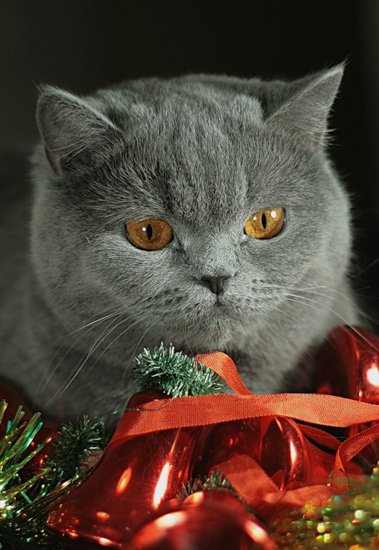 новогодняя открытка новый год, кошки