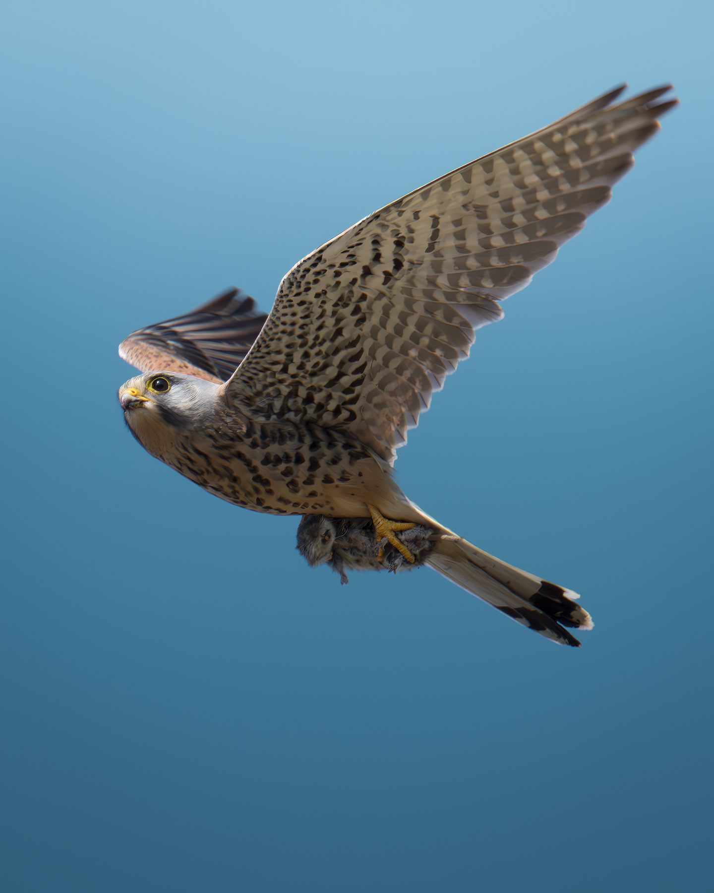 Обыкновенная пустельга (Falco tinnunculus) 