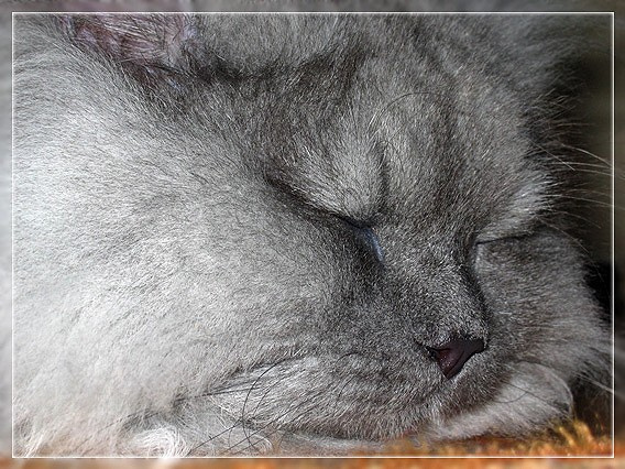 Кошка спит, она устала, а я зараза, фоткать не перестала. Кошка, Морда, Сон