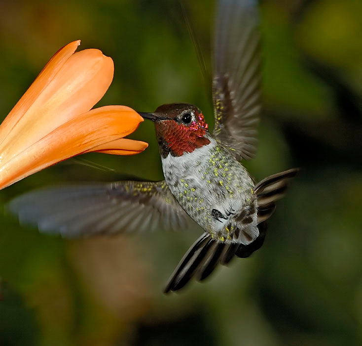 Пора сваливать! Колибри Анны, Calypte anna, Anna’s Hummingbird, Los Angeles, California
