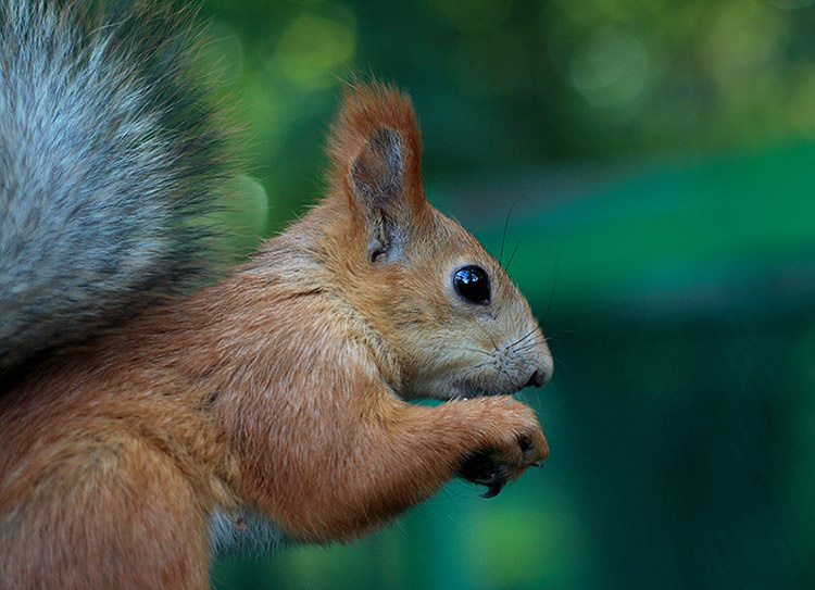 Ранний завтрак белка Sciurus vulgaris Red Squirrel завтрак