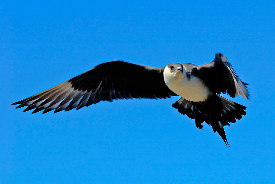 Почти орел Короткохвостый поморник, Stercorarius parasiticus, Parasitic Jaeger, Tobseda, Barents Sea, Arctic